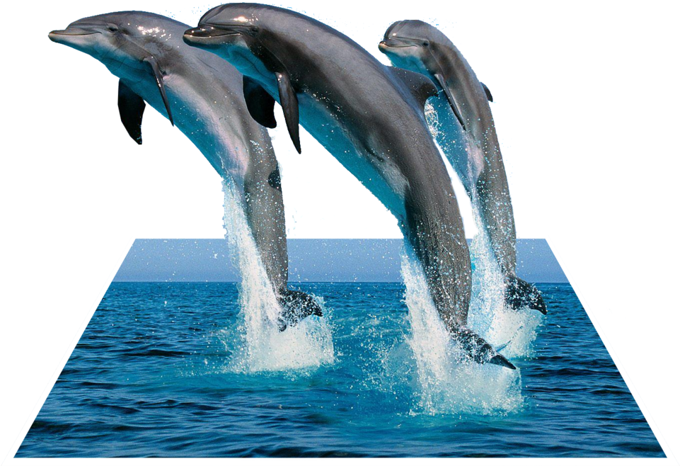 Leaping Dolphins3 D Effect