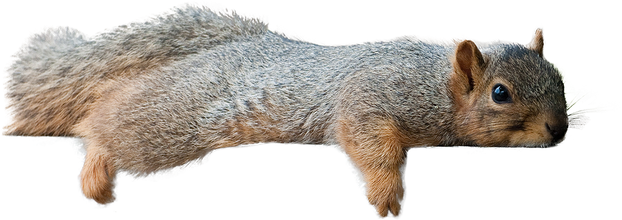 Leaping Squirrel Cutout.png