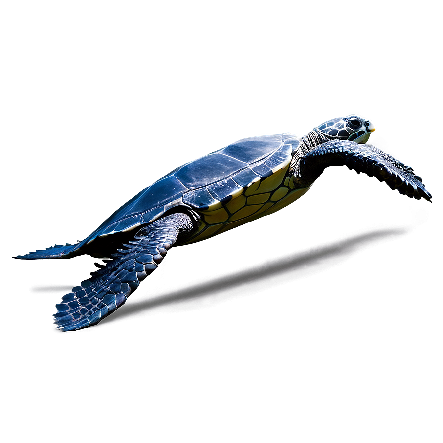 Leatherback Turtle Endangered Species Png Idb