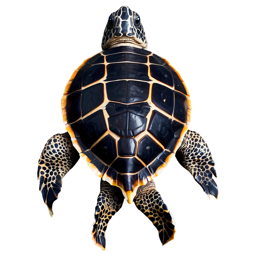 Leatherback Turtle Endangered Species Png Ydp76