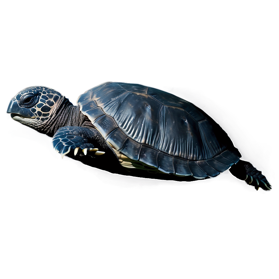 Leatherback Turtle In Moonlight Png 94