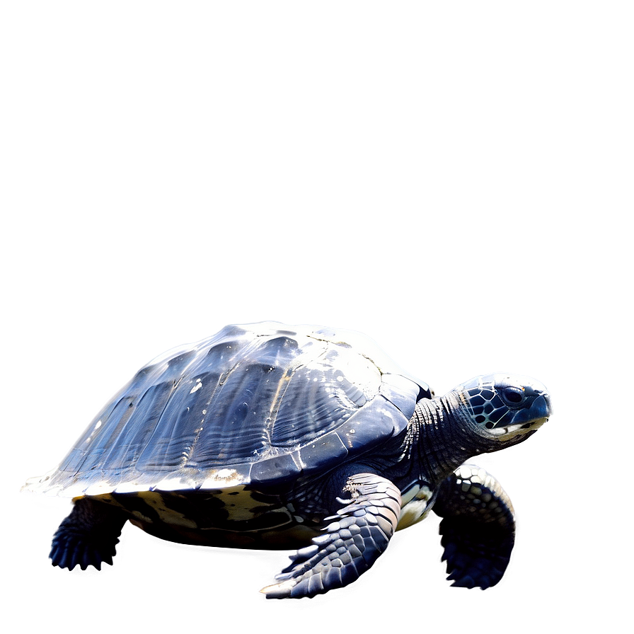 Leatherback Turtle In Sunlight Png Cwf