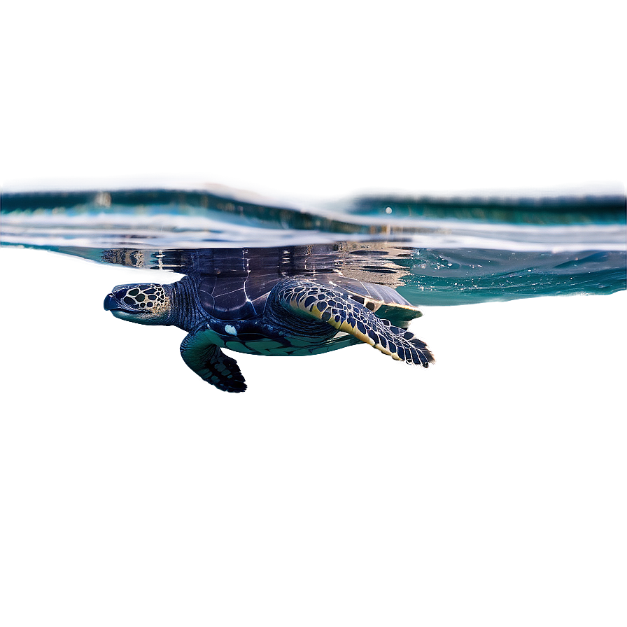 Leatherback Turtle Swimming Gracefully Png Peb5