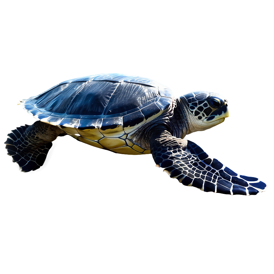 Leatherback Turtle Underwater Scene Png Akp29