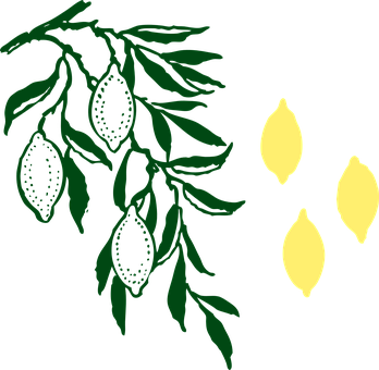 Lemon Branchand Fruit Graphic