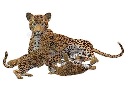 Leopard Family Playtime