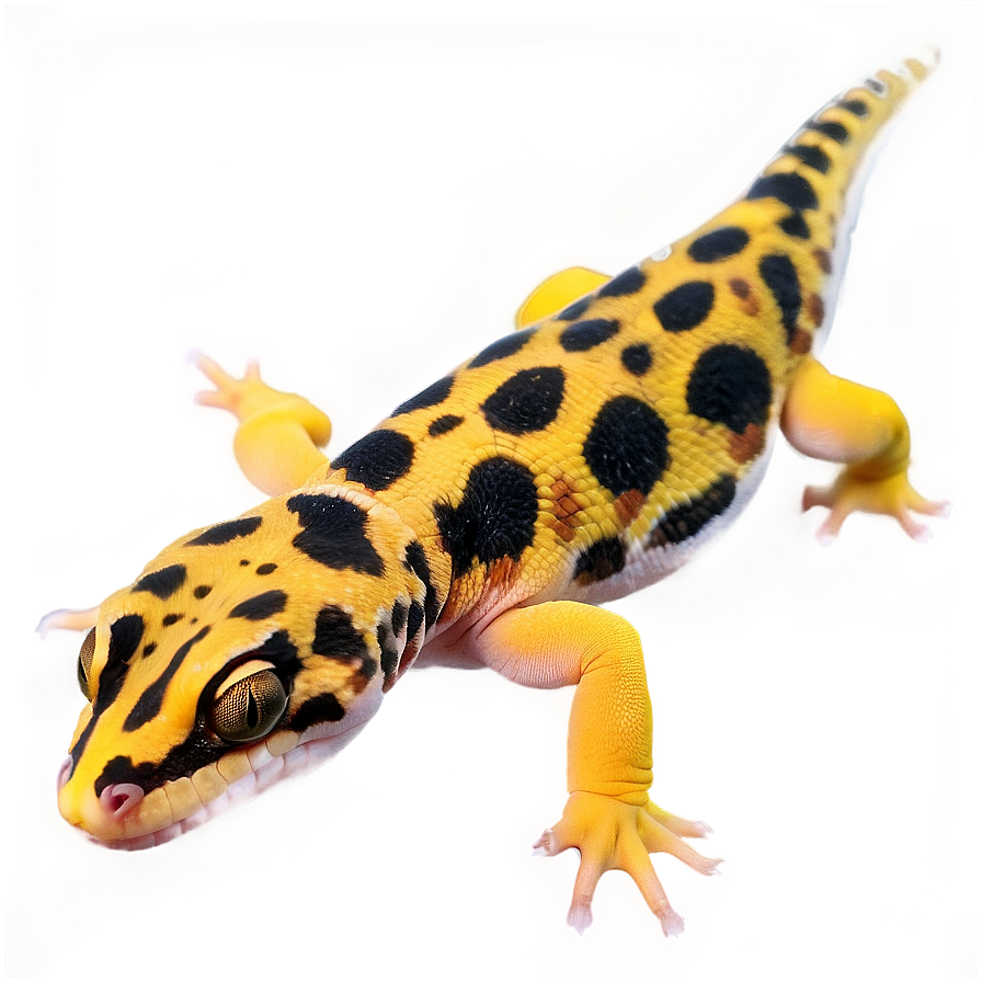 Leopard Gecko In The Dark Png Pna1