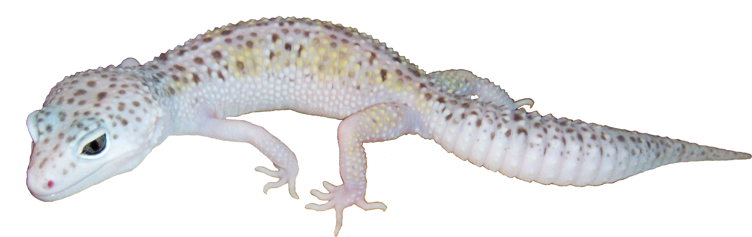 Leopard Gecko Isolatedon White