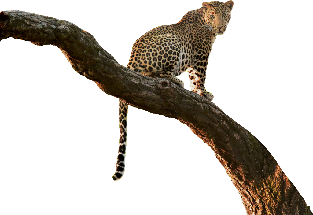 Leopard_ Perched_on_ Tree_ Branch