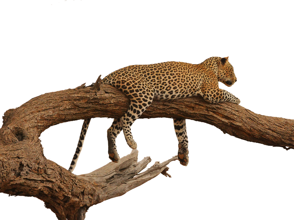 Leopard Restingon Tree Branch