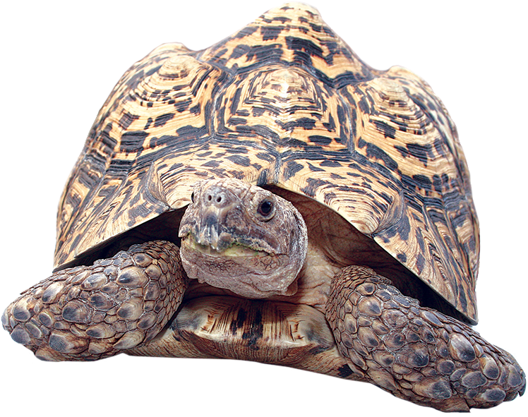 Leopard Tortoise Close Up