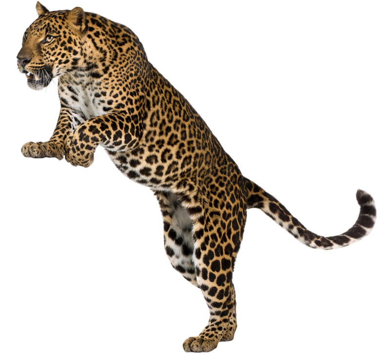 Leopardin Mid Stride