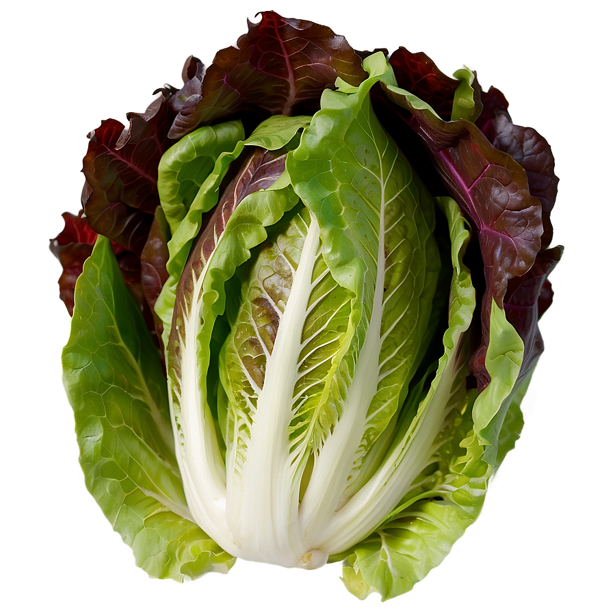 Lettuce Closeup Png 63