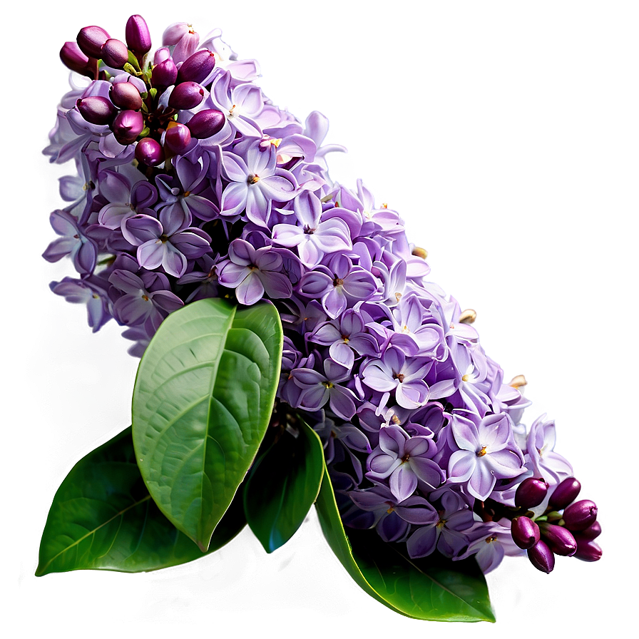 Lilac Bloom Png 06122024