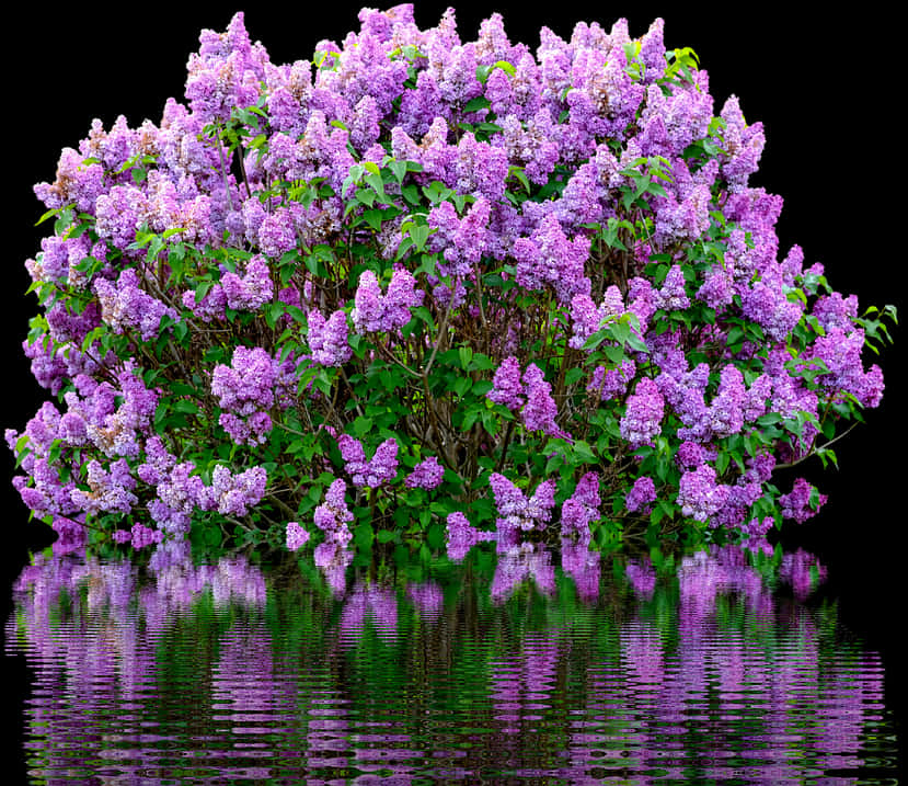 Lilac Bush Reflections