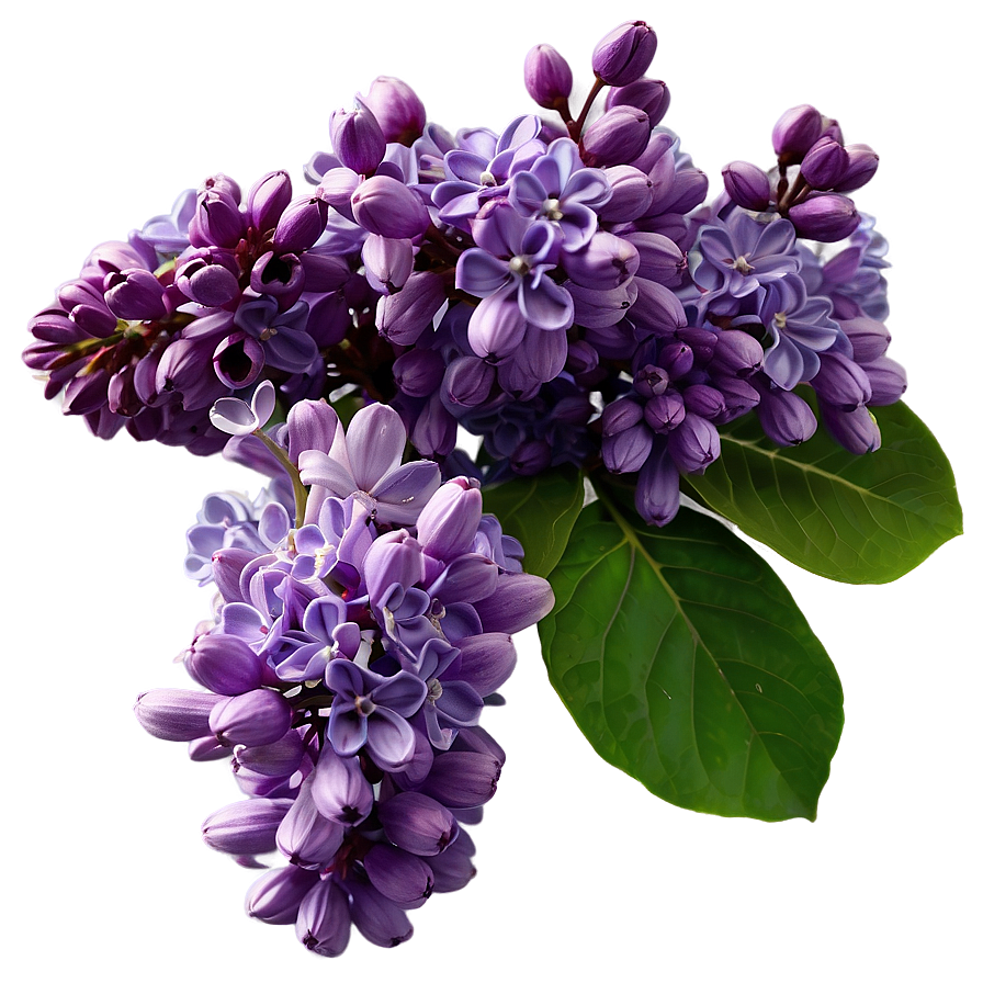 Lilac Cluster Png Bbd