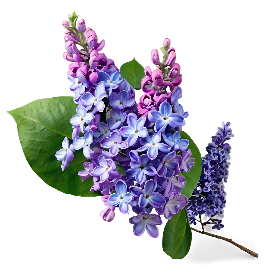 Lilac Dream Png Fht27