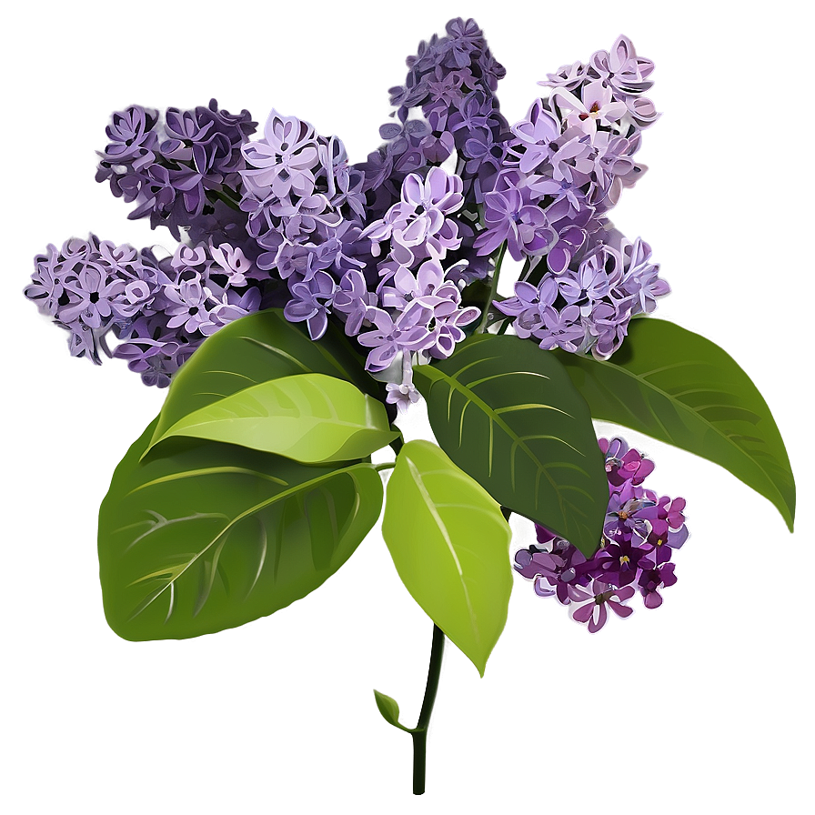 Lilac Festival Png Rrp