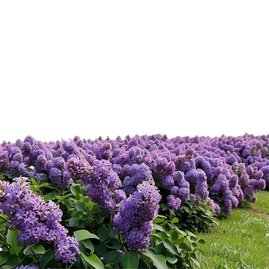 Lilac Field Png 17