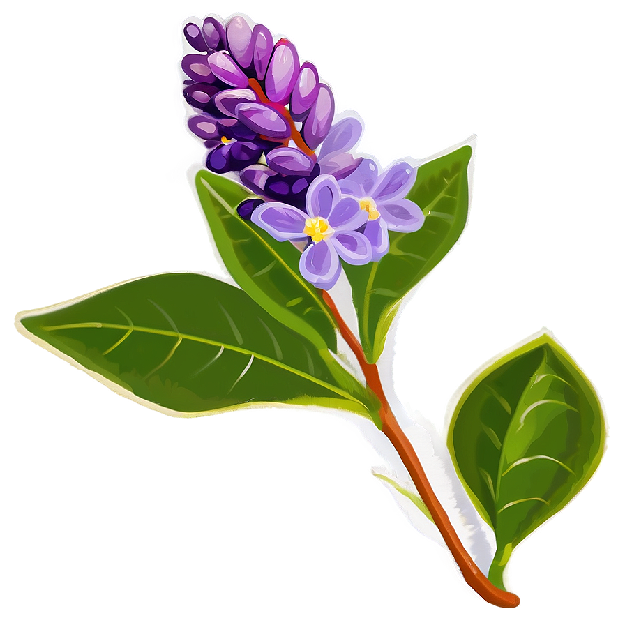 Lilac Flower Png 05242024