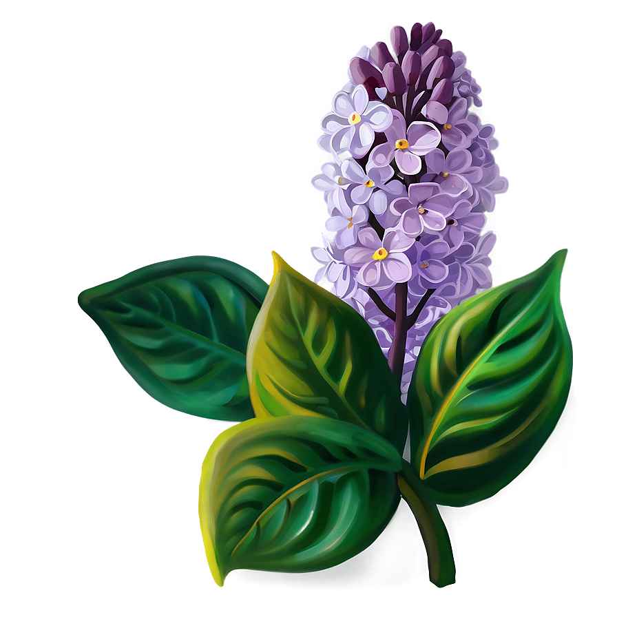 Lilac Flower Png Qjt