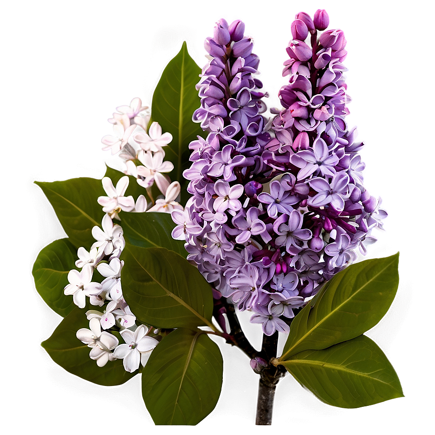 Lilac Glow Png 73