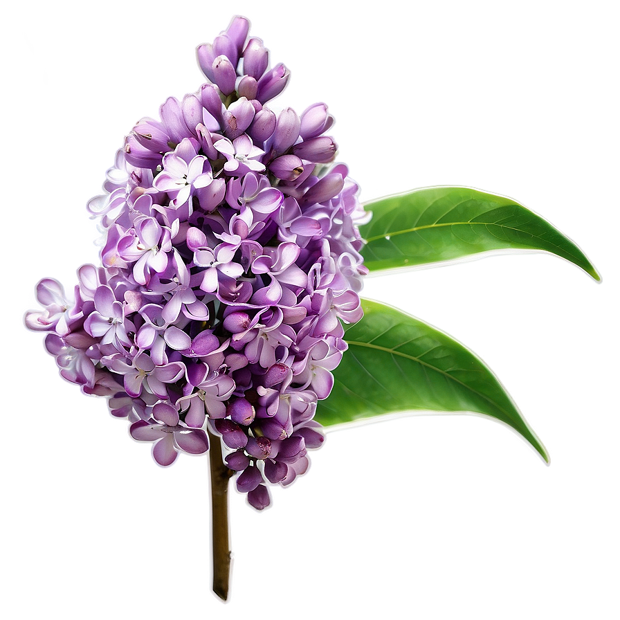 Lilac Haze Png Wps51