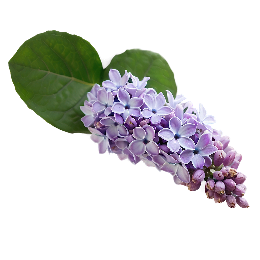 Lilac Petal Png 06122024