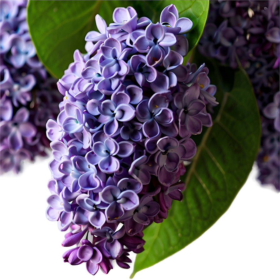 Lilac Scent Png Ynn92