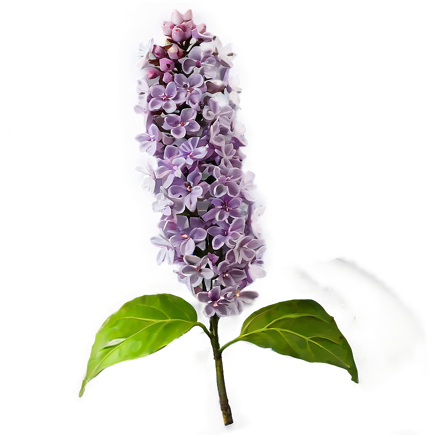 Lilac Twig Png 84