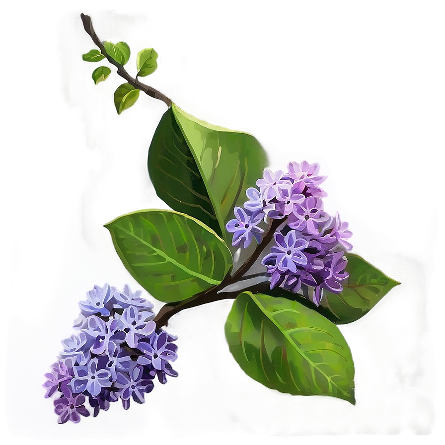 Lilac Twig Png Myy73