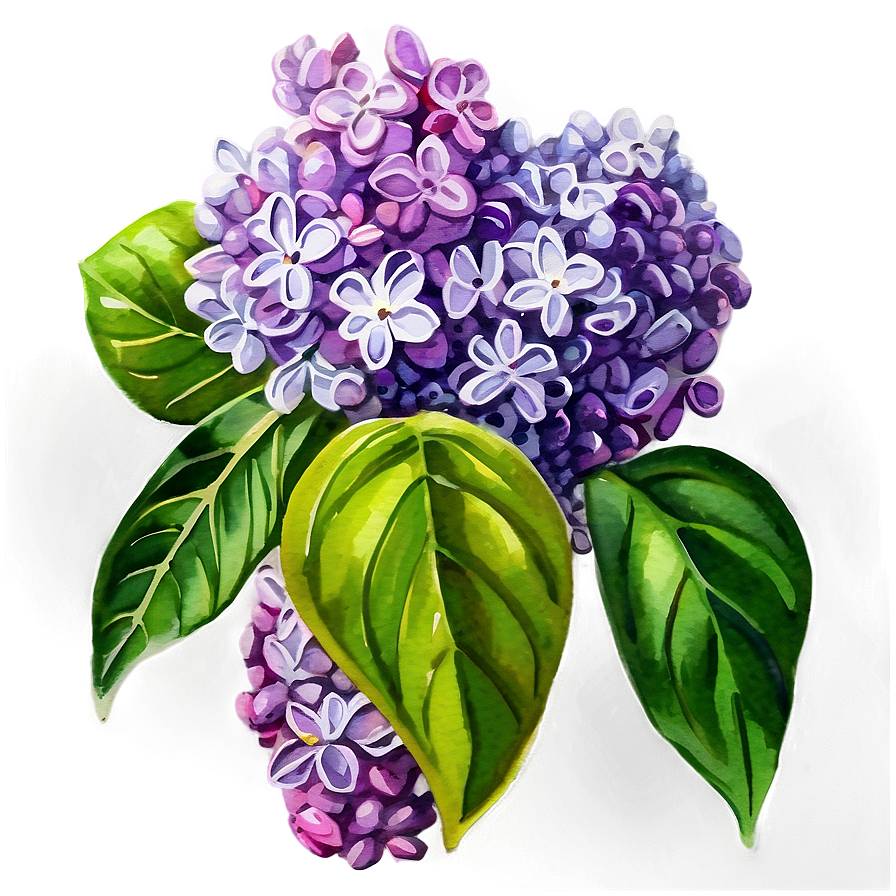 Lilac Watercolor Png Cgs72