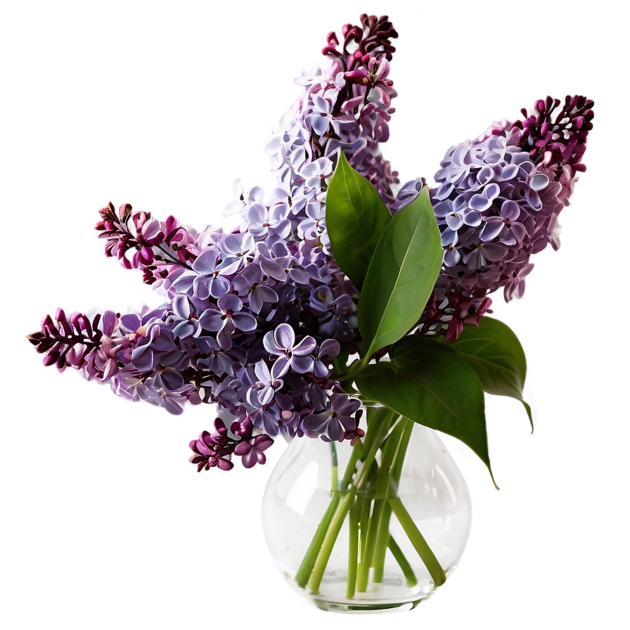 Lilacs In Vase Png Sjj