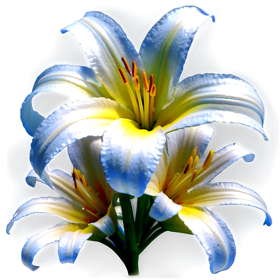 Lilies And Daisies Png 10