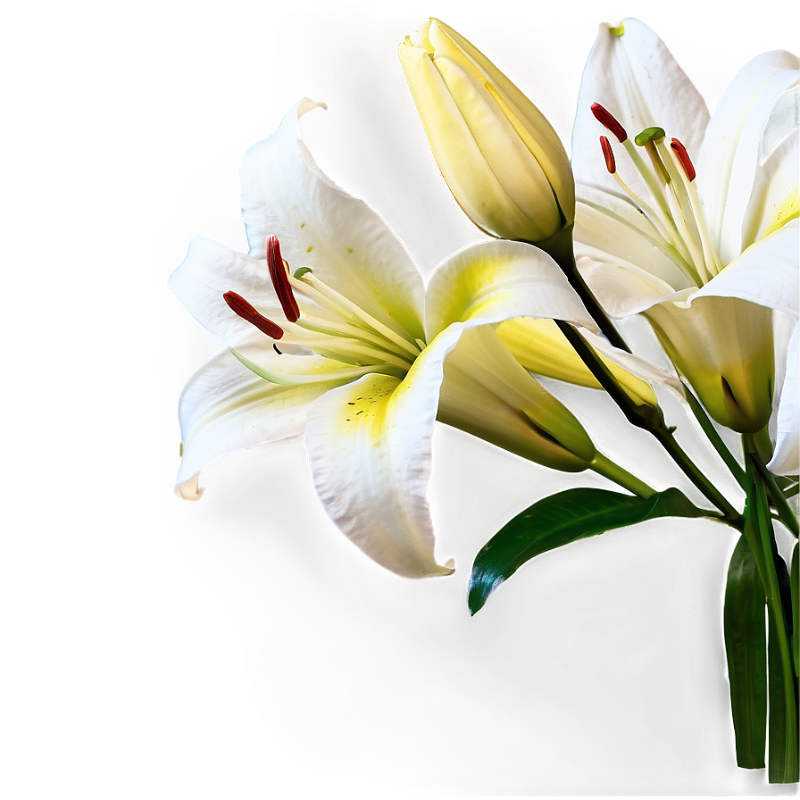 Lilies And Roses Png 06282024