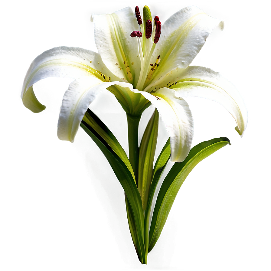 Lily Flower B