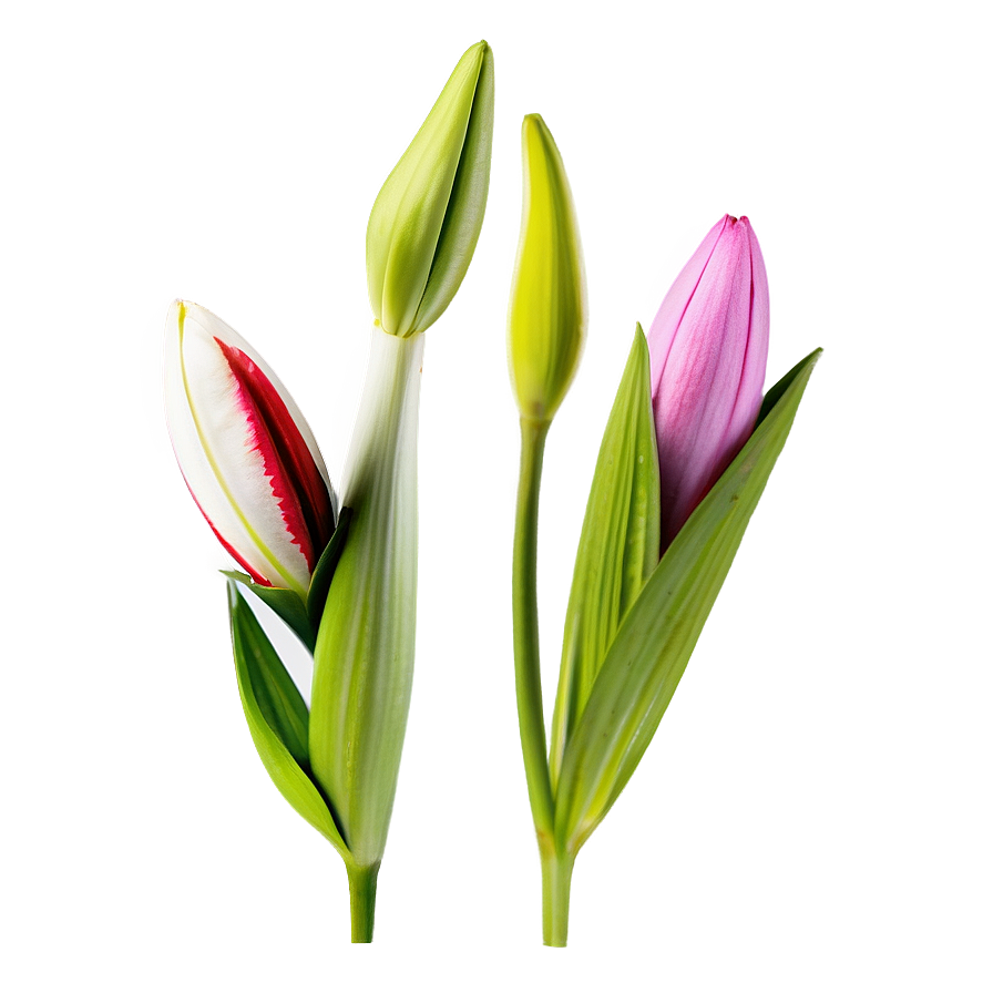 Lily Flower Bud Png 73