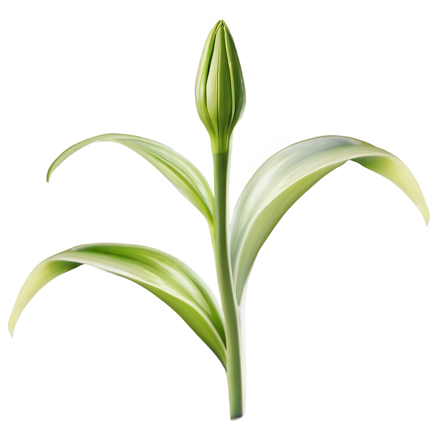 Lily Flower Bud Png Dgs