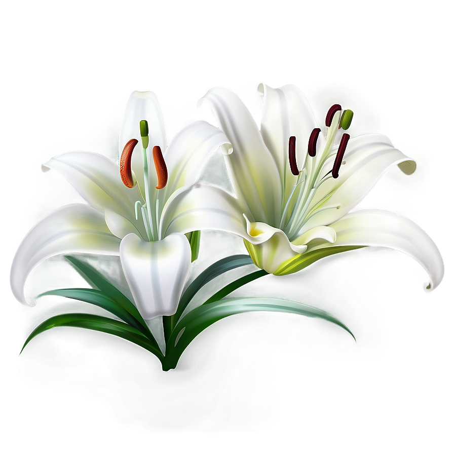 Lily Flower Drawing Png Kwx93