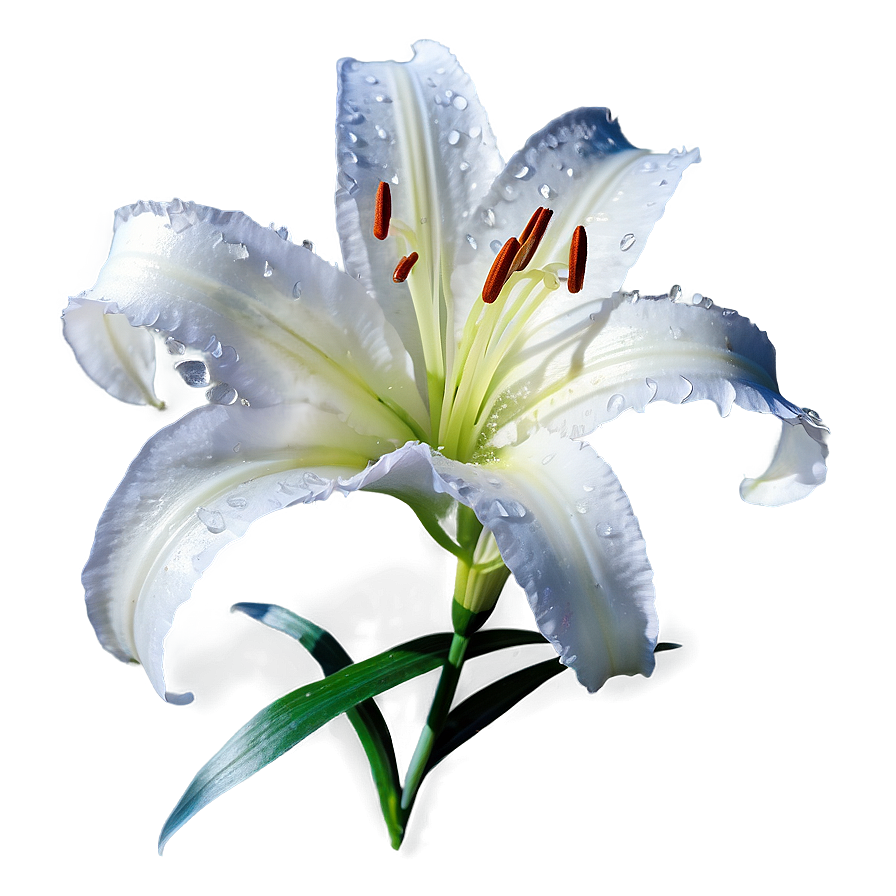 Lily Flower In Snow Png Bqu