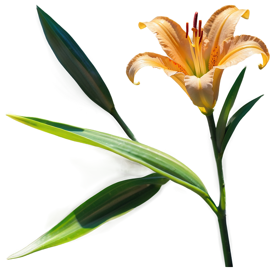 Lily Flower In Sunlight Png Gnt3