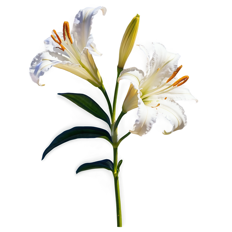 Lily Flower In Sunlight Png Ieq