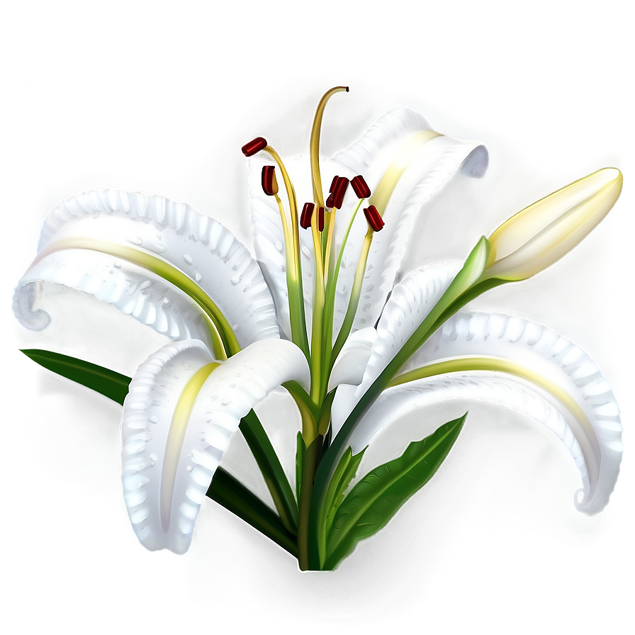 Lily Flower Outline Png Vrt33