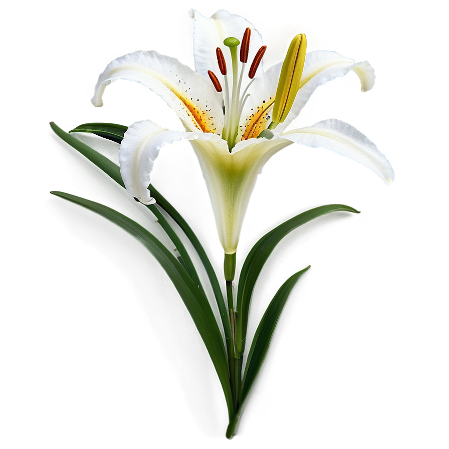 Lily Flower Pattern Png 79