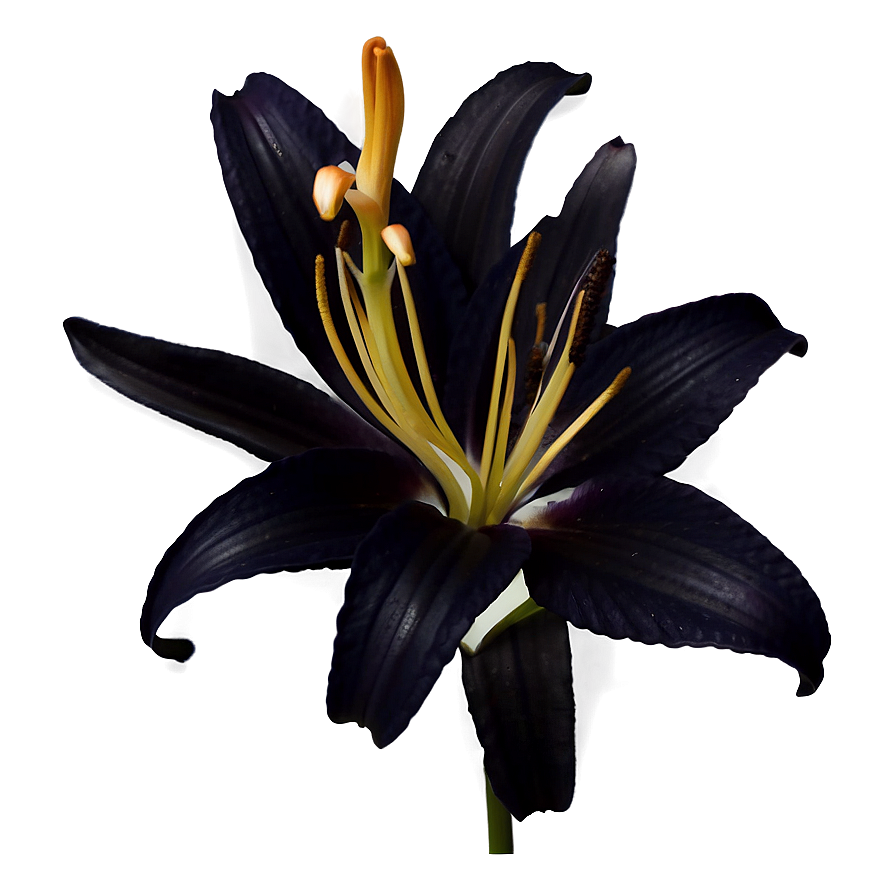 Lily Flower Silhouette Png Lml28