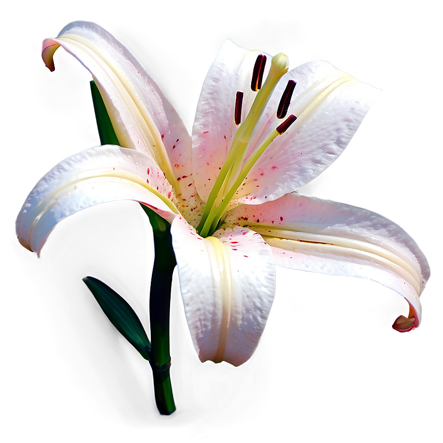 Lily Flower Sketch Png 49