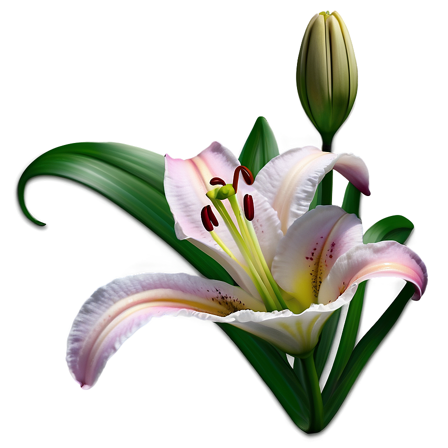 Lily Flower Tattoo Design Png 06272024