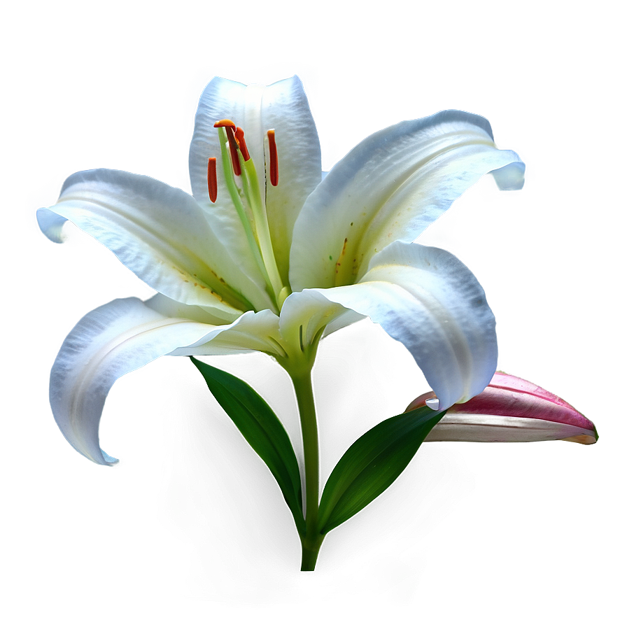 Lily Flower Transparent Png Rng41