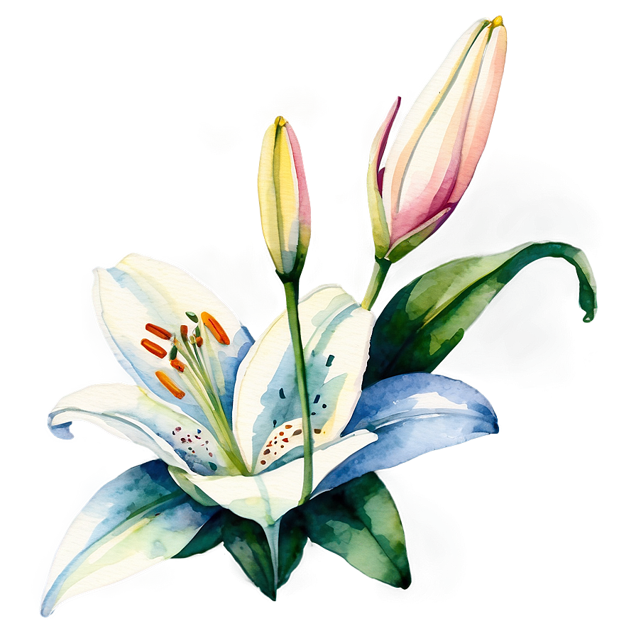 Lily Flower Watercolor Png 06272024