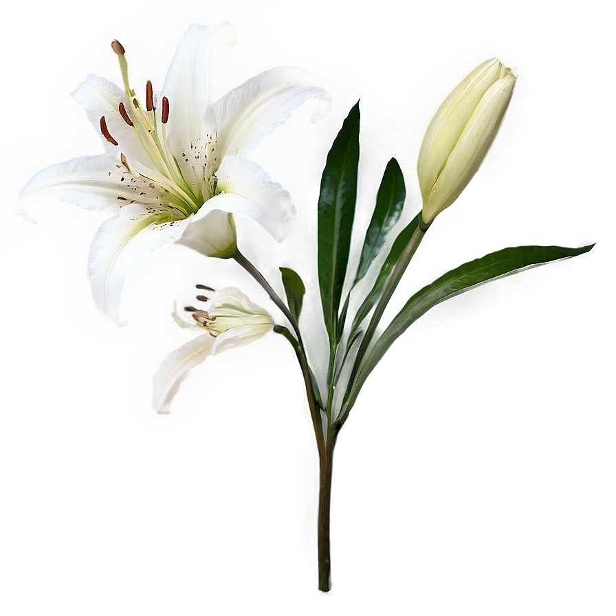 Lily Stem Png Fuf